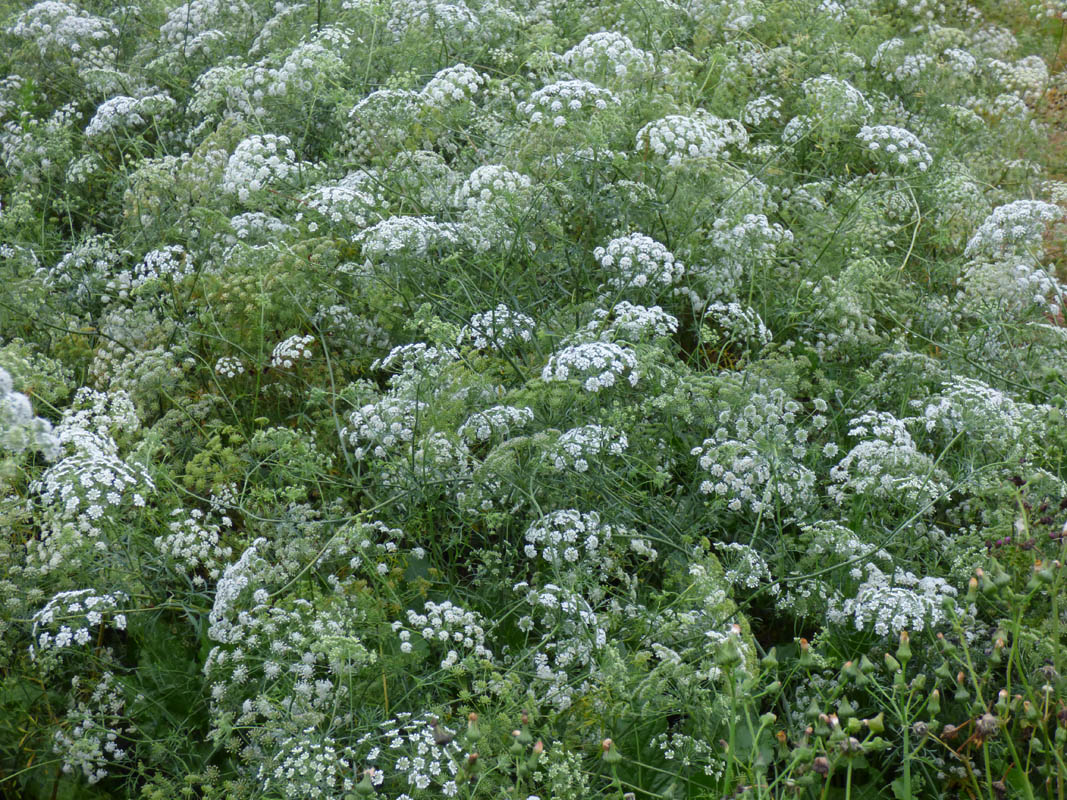 Ammi majus